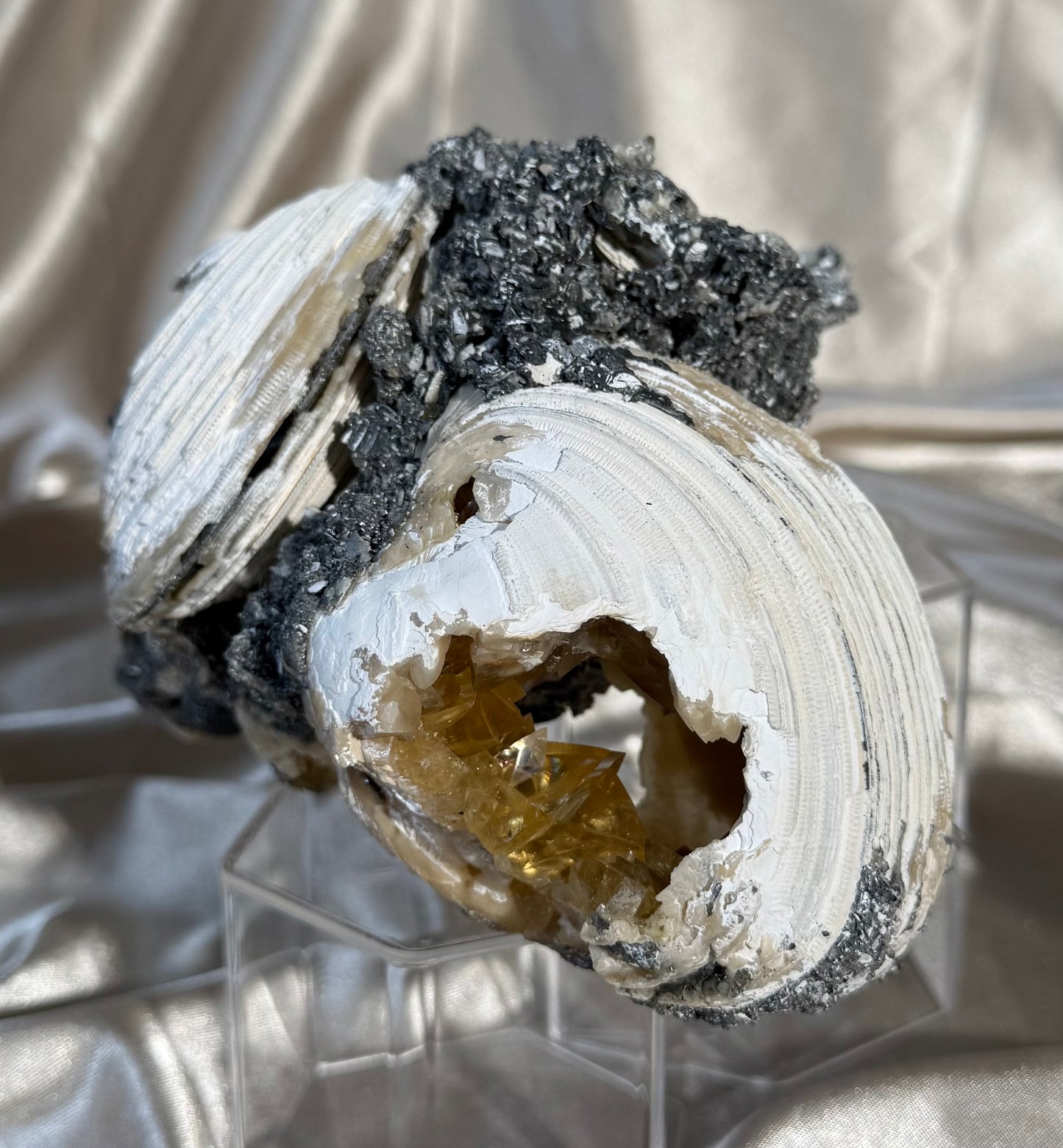 Calcite Filled Clams