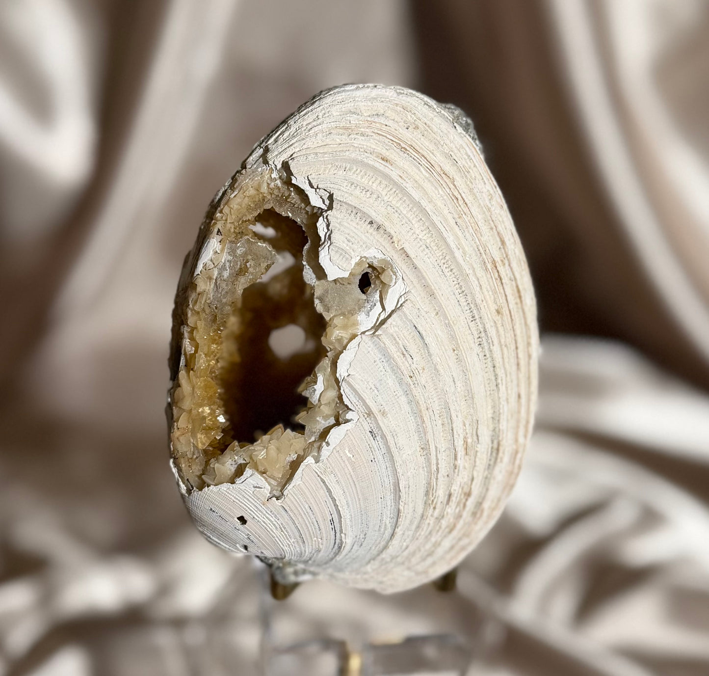 Fossilized Clam Shell With Calcite A