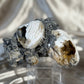 Calcite Filled Clams