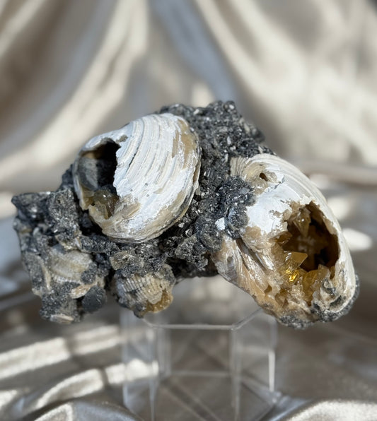 Calcite Filled Clams