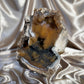 XL Druzy Agatized Fossil Coral