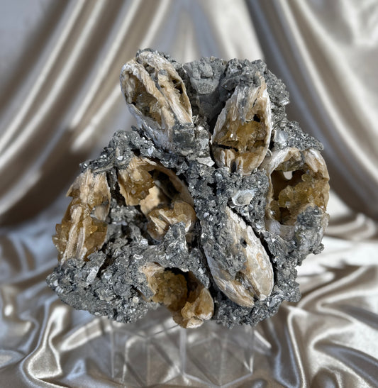 XL Calcite Filled Clams