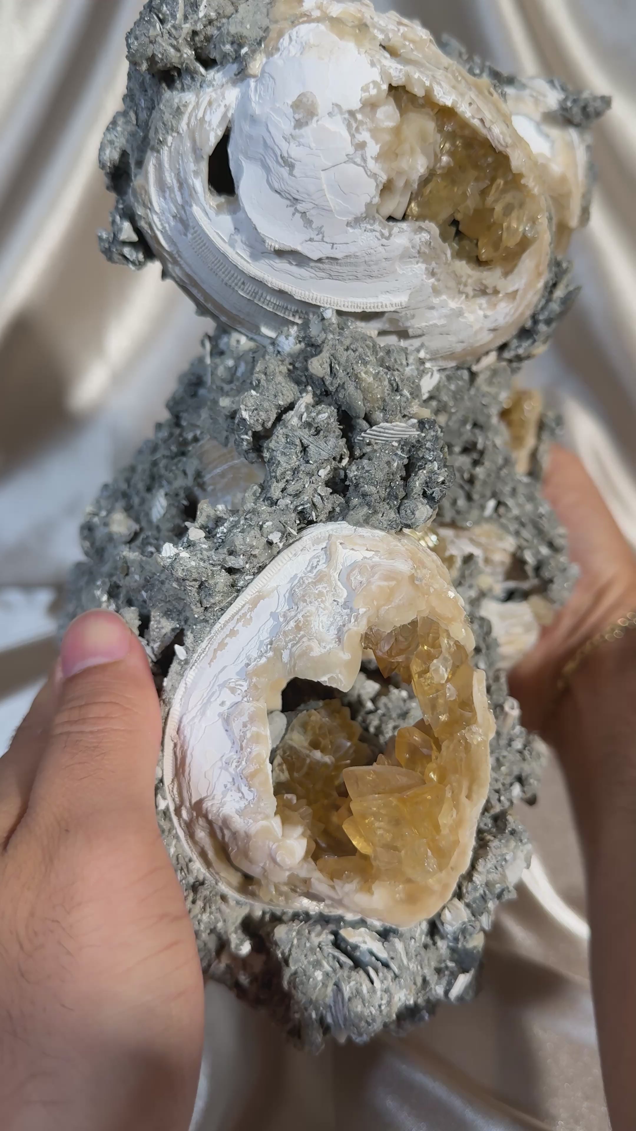 XL Calcite Filled Clams – Ettore's Gems