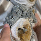 XL Calcite Filled Clams