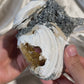 Calcite Filled Clams