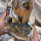 XL Druzy Agatized Fossil Coral